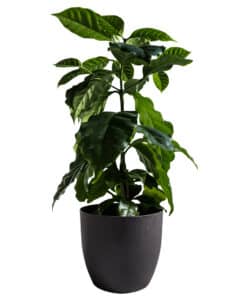Coffee Based Notebook - plantenpot van koffie afval